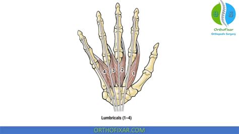 Hand Anatomy: Bones & Muscles Full Review | OrthoFixar 2024