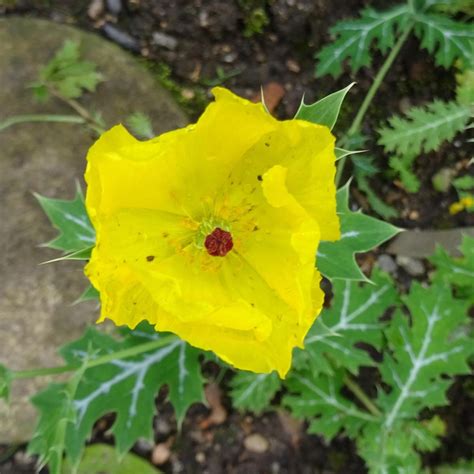 Breithorniger Stachelmohn Argemone Platyceras Bio Saatgut