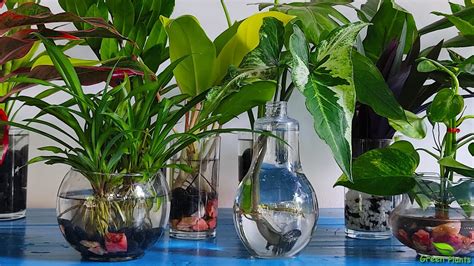 10 Amazing Indoor Plants That Grow Only In Water Without Much Maintenancegreen Plants Youtube