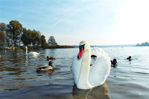 El Cisne Mudo Tom Playa Foto Gratis En Pixabay Pixabay