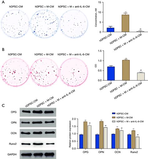 Osteogenic Differentiation Ability Of HBMSCs Promoted By Coculture