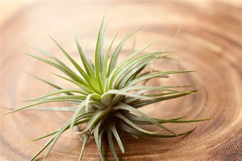 How To Grow An Air Plant Indoors Care For Air Plants House Plant Palace