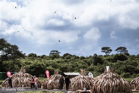 Kenyas Ivory Burn The Story In Pictures Africa Geographic