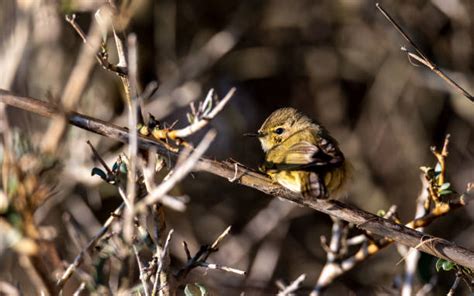 990 Yellow Warblers Stock Photos Pictures And Royalty Free Images Istock