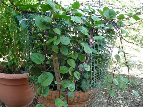 How To Grow Malabar Spinach From Seed Easy Guide Broadpick