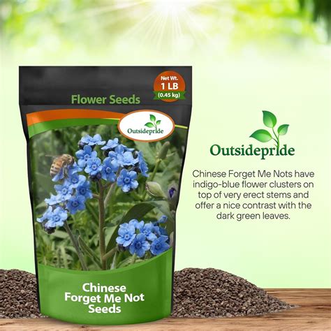 Chinese Forget Me Not Seeds Cynoglossum Amabile Flower Seed