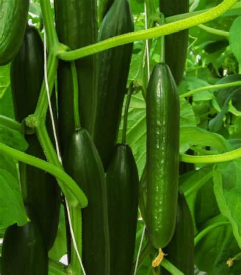 seminte castraveti seminte