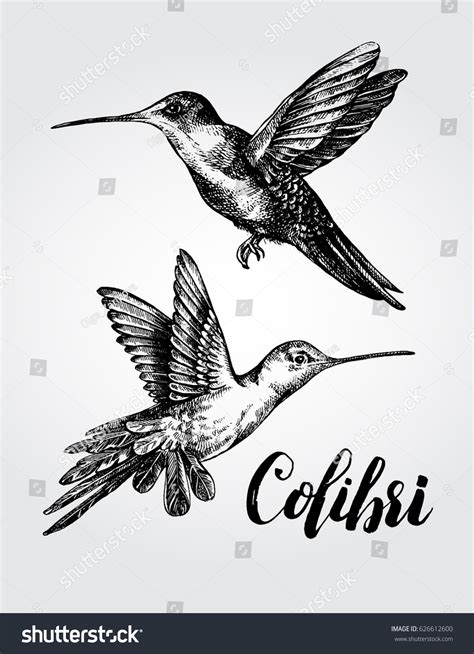 Two Flying Colibri Birds Hand Drawn Stock Vector Royalty Free