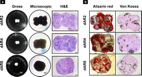 Frontiers Engineering Three Dimensional Bone Macro Tissues By Guided