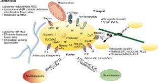 Plant Cell Lysosome Cell Endosomes Plant Structure Function Journal ...