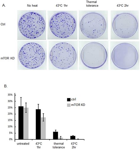 Control And Mtor Knockdown Hela Cells Were Either Untreated Or Treated