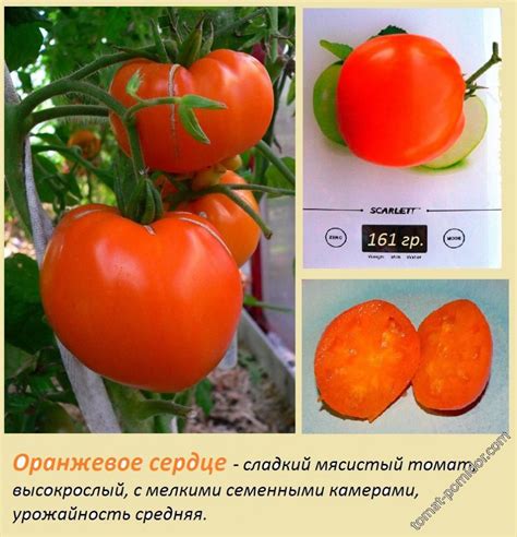 Томат Оранжевое сердце (Лискин нос): описание и характеристика сорта ...