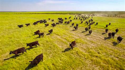 La Escalera Ranch Herding Cattle With A Drone Lyda Video Photo