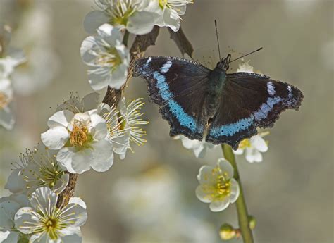 Blue Admiral Ahoy Mike Friel Flickr