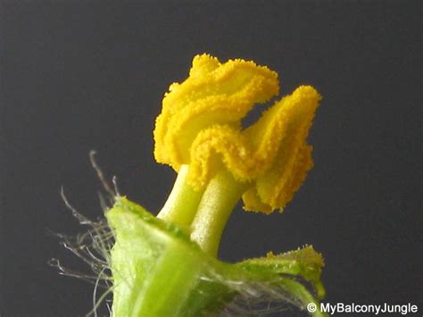 Hand Pollination Of Watermelon Flowers