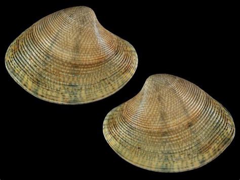 Paphia - Alchetron, The Free Social Encyclopedia