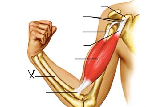 Anatomy Muscles Labeling Flashcards Quizlet