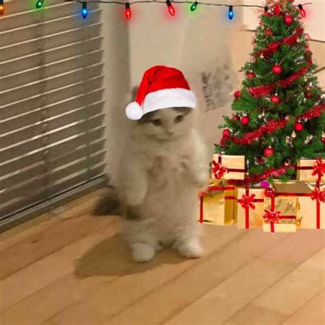 милые котики Christmas cat memes Christmas cats Merry christmas cat