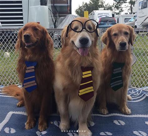 Cachorros fãs de Harry Potter se fantasiam de alunos de Hogwarts