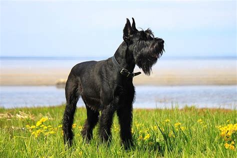 Giant Schnauzer History: Where the Breed Originated