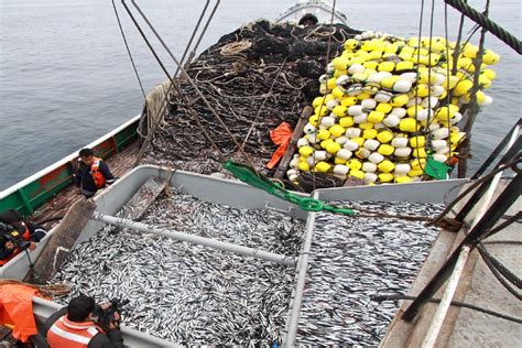 La Segunda Temporada De Anchoveta En Perú Se Inicia Con La Cuota Más