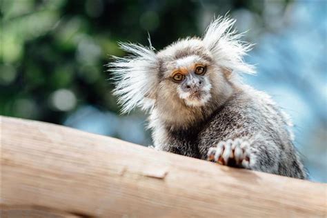 Fun Facts About Finger Monkeys, World's Smallest Living Primates - Pet ...