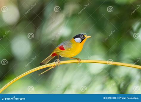 The Silver Eared Mesia Stock Photo Image Of Thailand 60783158