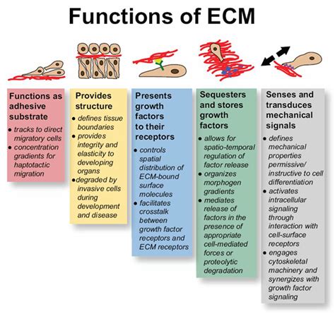 Function Of Extracellular Matrix