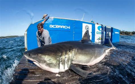 Researchers Tag Third Great White Shark During Nova Scotia Expedition Lethbridge News Now