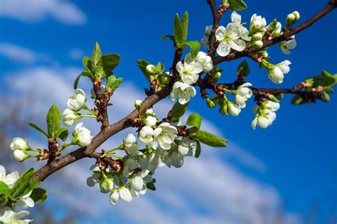 Premium Photo Blossoming Orchard In The Spring Blooming Plum Orchard