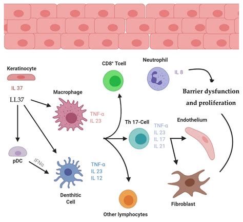 Ijms Free Full Text Psoriasis From Pathogenesis To Pharmacological