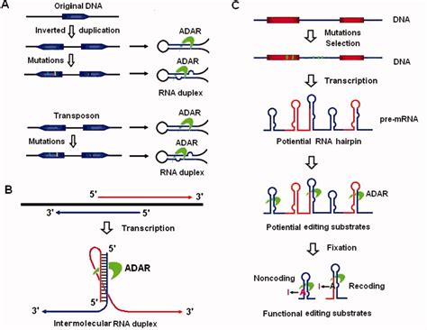 Origins And Evolution Of Adarmediated Rna Editing Jin Iubmb