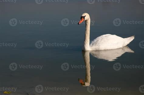 Swan On Lake 11865074 Stock Photo at Vecteezy