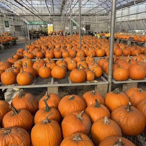 Medium Orange Pumpkin Pahl S Market Apple Valley Mn