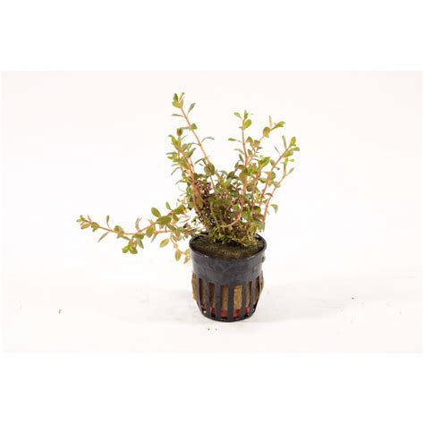 Rotala Colorata In 5 Cm Pot Junai Nl