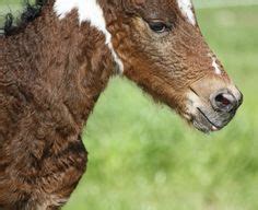 190 American Bashkir Curly Horses - Bashkir Curlies ideas | curly horse, horses, curly