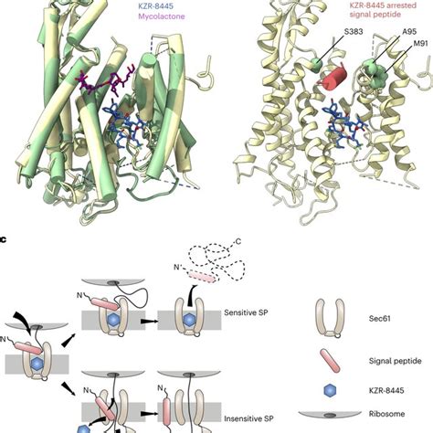 Structure Of The Mammalian Sec Translocon With Kzr A