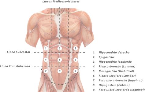 Escrutinio Din Mica Septiembre Anatomia Cortes Anatomicos Mecanismo