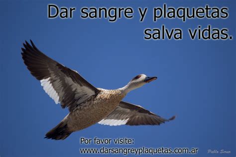 Dar Sangre Y Plaquetas Salva Vidas Donar Sangre Y Donar Plaquetas