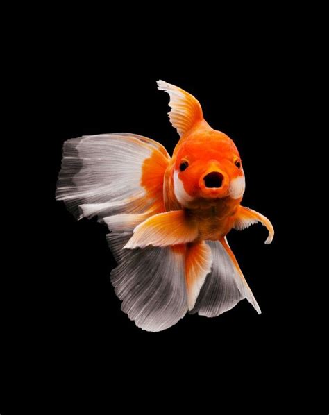 Goldfish Care Goldfish Types Goldfish Bowl Pretty Fish Beautiful