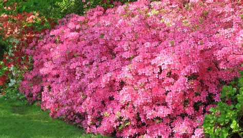 23 Complementary Companion Plants For Japanese Maples Rennie Orchards