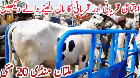 Multan Cow Mandi Fresh Update Qurbani Ejtamai Qurbani Bachre