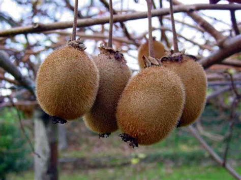 Actinidia Deliciosa Vincent Female Fuzzy Kiwi For Sale Red Panda