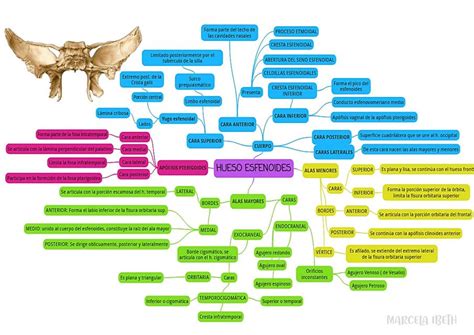 Hueso Esfenoides Marcela Ibeth UDocz
