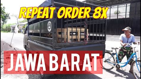 Pengiriman Kambing Etawa Grade B Ke Jawa Barat 15 Maret 2018 YouTube