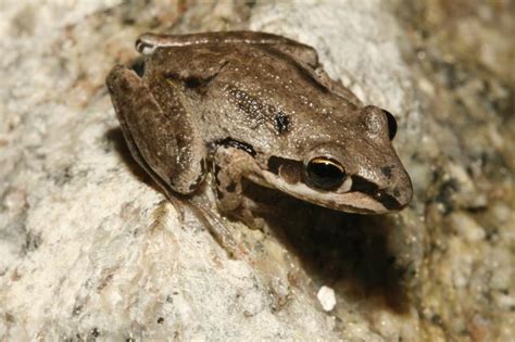 Kimberley Rocket Frog | Western Australian Museum