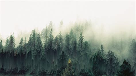 1280x1024 Resolution Fog Green Leaf Trees Forest Trees Mist Pixel