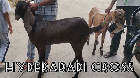 Hyderabadi Cross Bakriya Available In Hyderabad Sulaiman Nagar MM