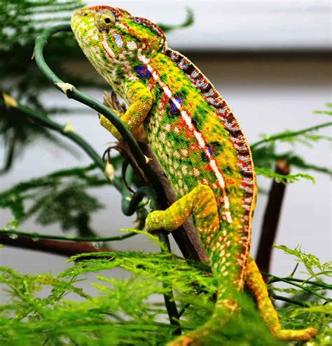 The 10 Most Colorful Chameleons Complete With Gorgeous Pictures