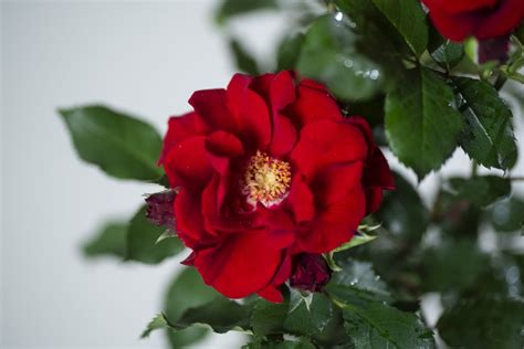 Rose Roter Korsar ® - Rosa Roter Korsar ® günstig kaufen